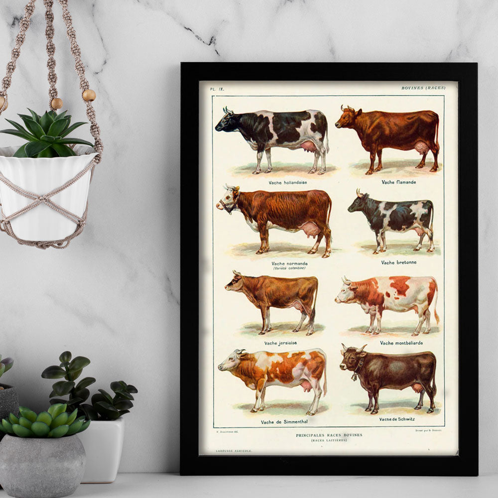 Principales Races Bovines – Vintage Cattle Breeds Poster