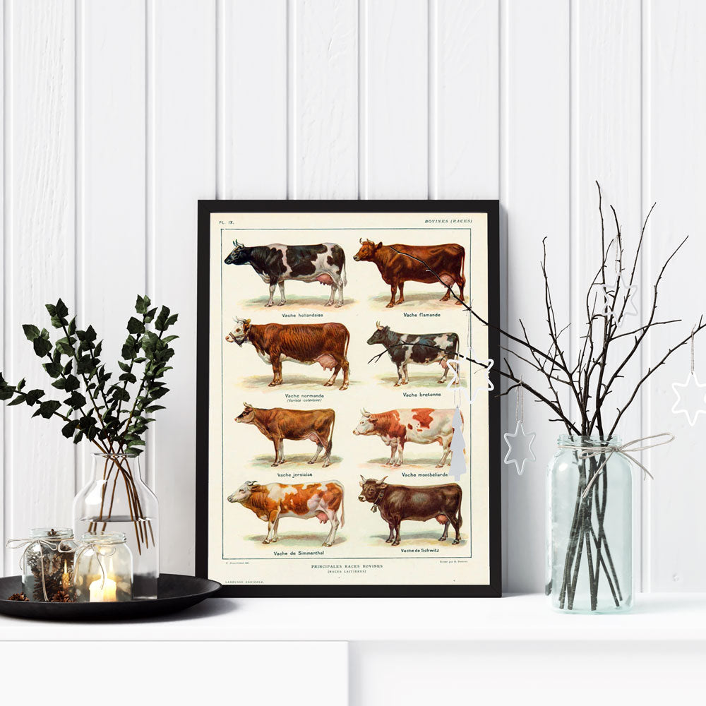 Principales Races Bovines – Vintage Cattle Breeds Poster