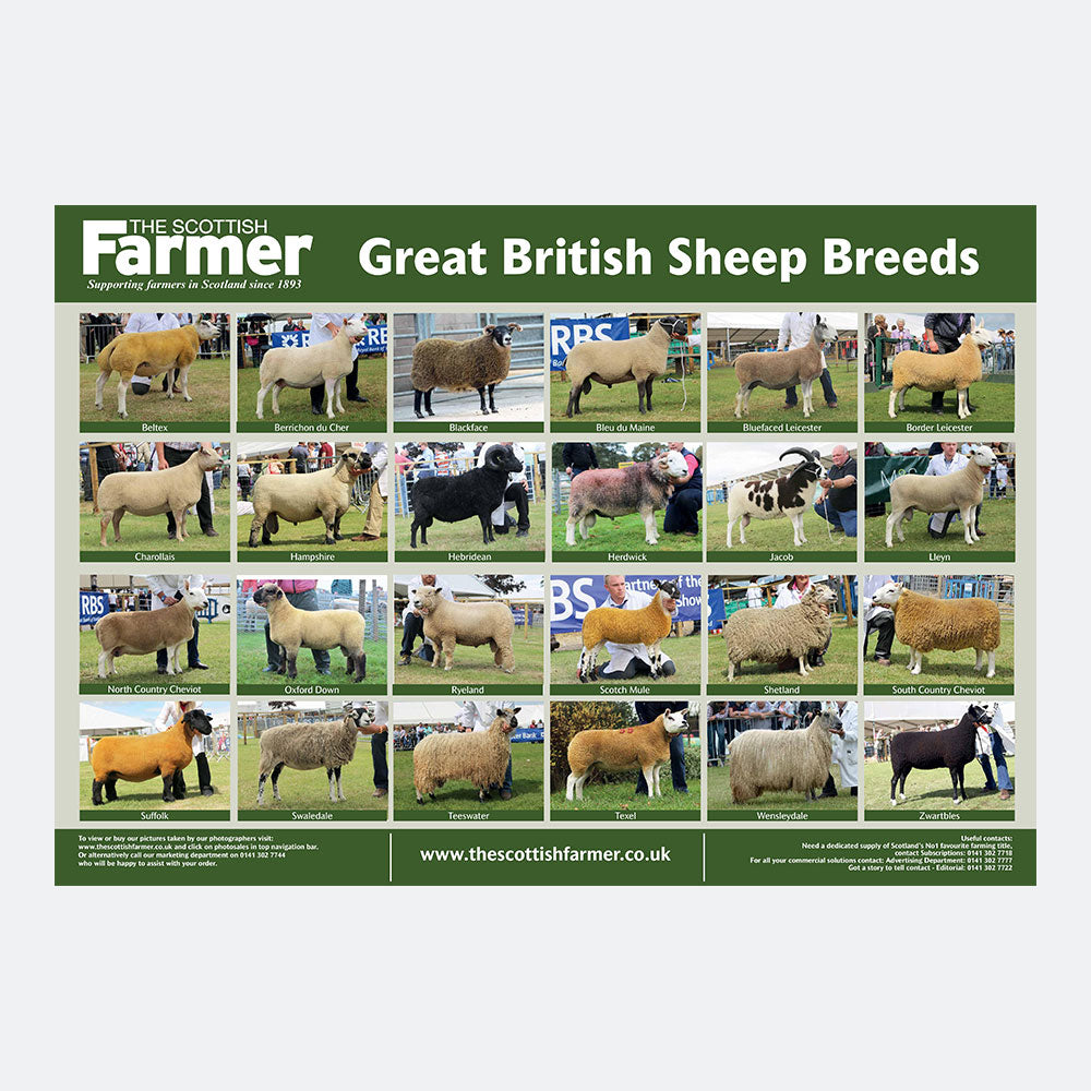 Sheep Breed Poster
