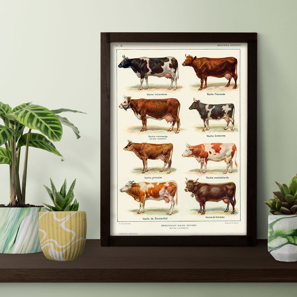Principales Races Bovines – Vintage Cattle Breeds Poster