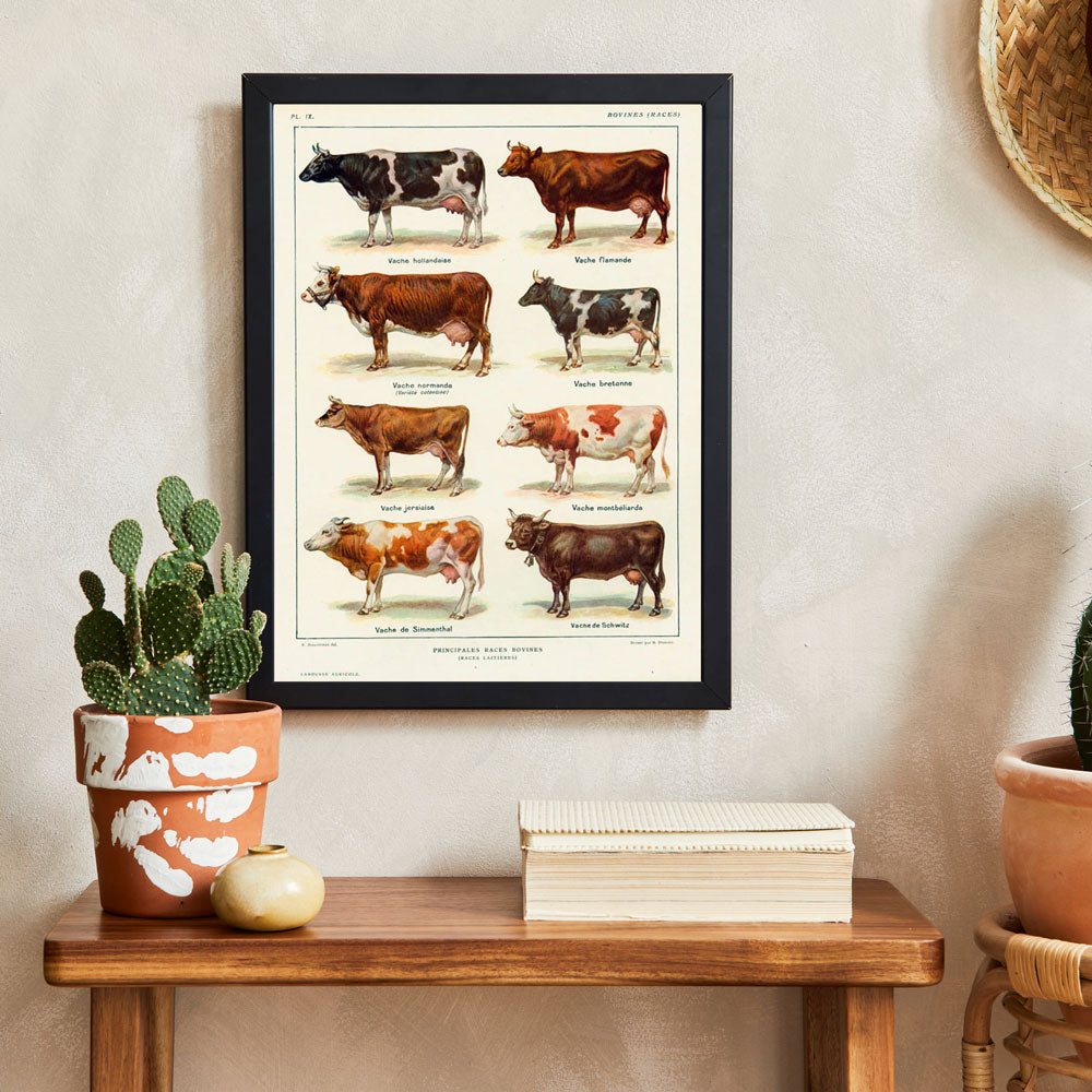 Principales Races Bovines – Vintage Cattle Breeds Poster
