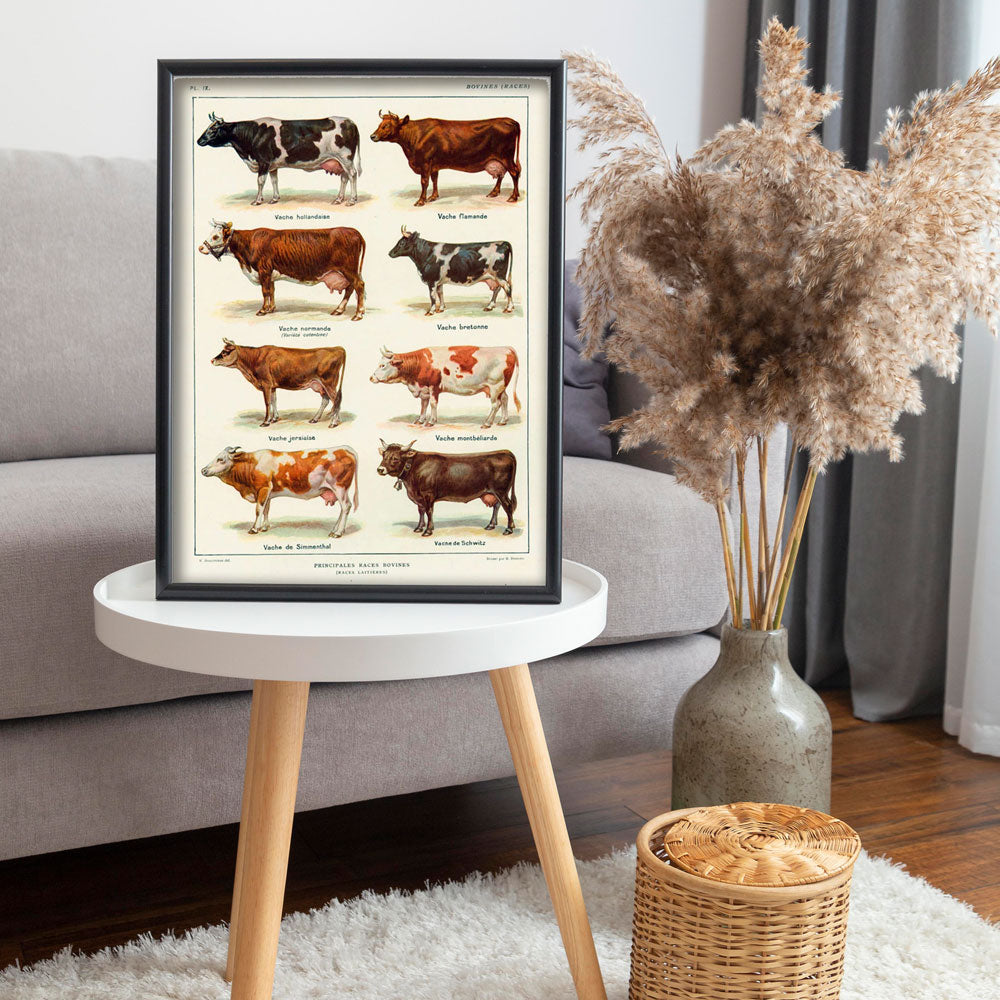 Principales Races Bovines – Vintage Cattle Breeds Poster