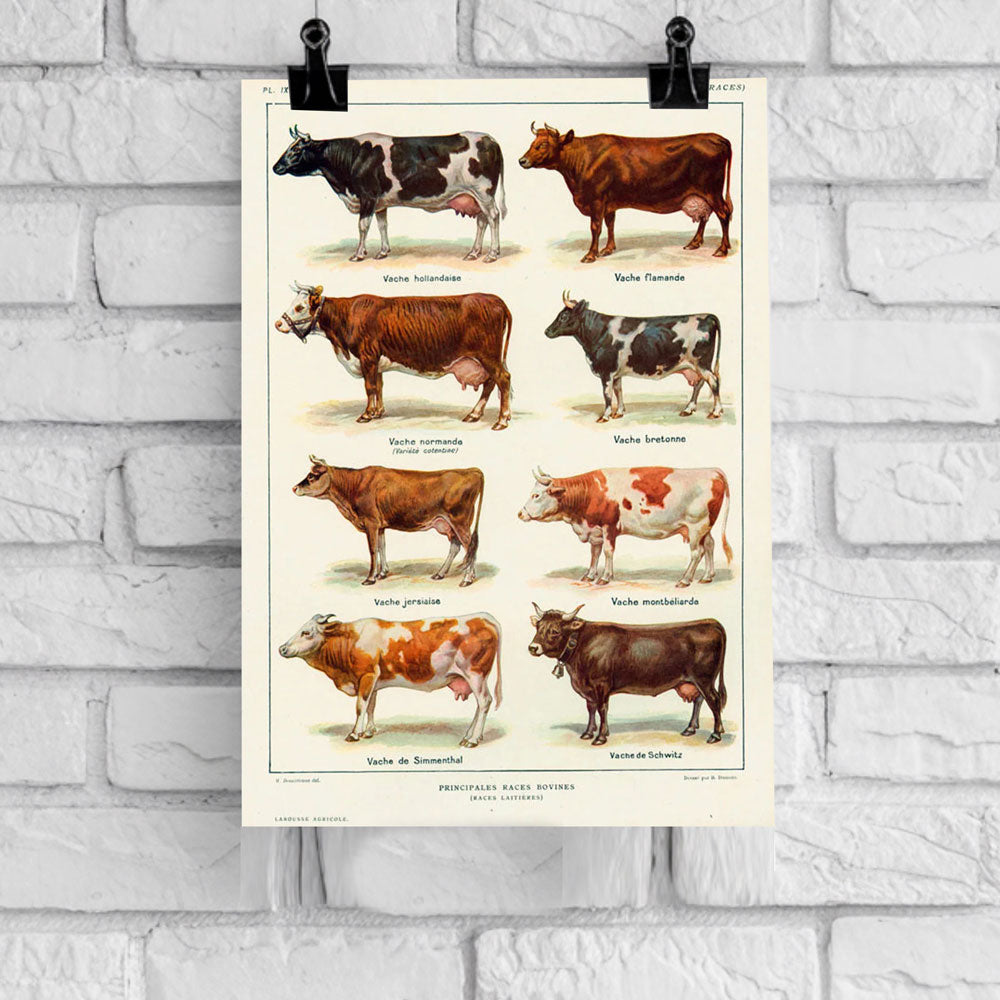 Principales Races Bovines – Vintage Cattle Breeds Poster