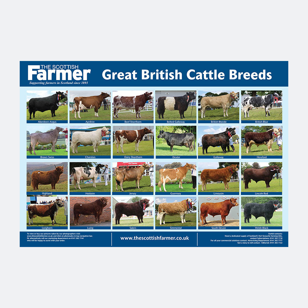 Cattle Breed Poster