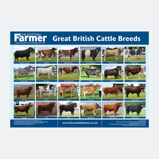 Cattle Breed Poster