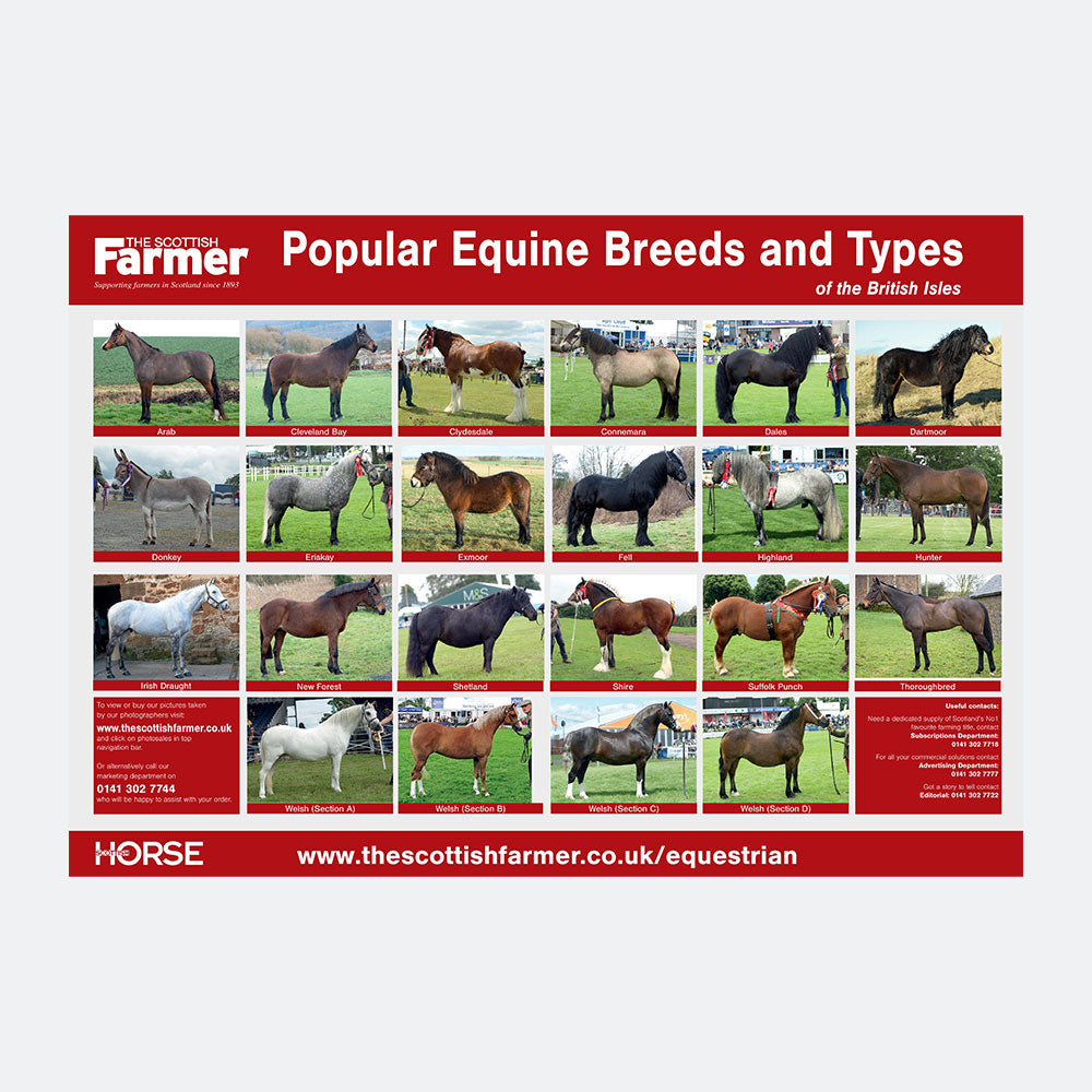 Equine Breed Poster