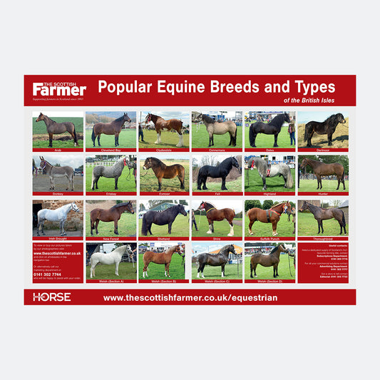 Equine Breed Poster