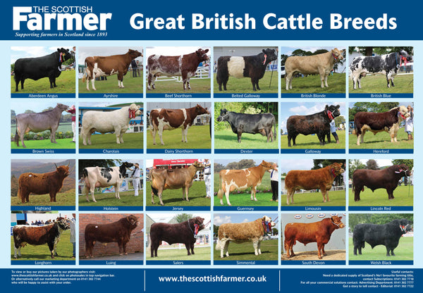 Cattle Breed Poster