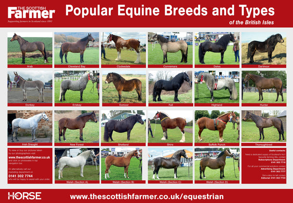 Equine Breed Poster