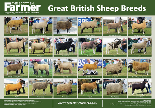 Sheep Breed Poster